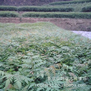 Large Quantities of Ulmus Trees for Sale, Ulmus Saplings, Various Sizes, Large Quantities Available, Favorable Prices, Fast-Growing Foliage Trees