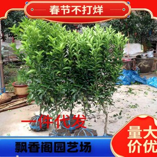 ɳ�ǽۘ����������ɰ�����Ә���޽��۽۸̽�����ϱ����Nֲ����