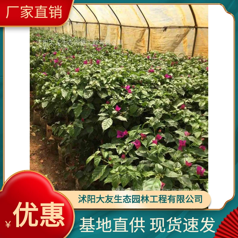 База напрямую поставляет оптовые треугольные Зеленые саженцы сливы во всем живописном районе с полными сортами, большим количеством и отличной ценой.