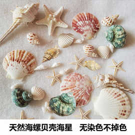 天然海胆壳收藏橱窗装饰相框漂流海胆壳标本打孔送礼贝壳灯