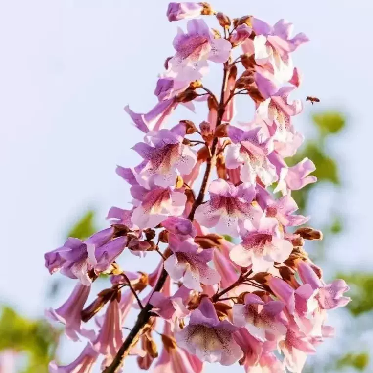 紫花泡桐树苗 速生树苗梧桐树开花梧桐绿化苗木占地庭院绿化
