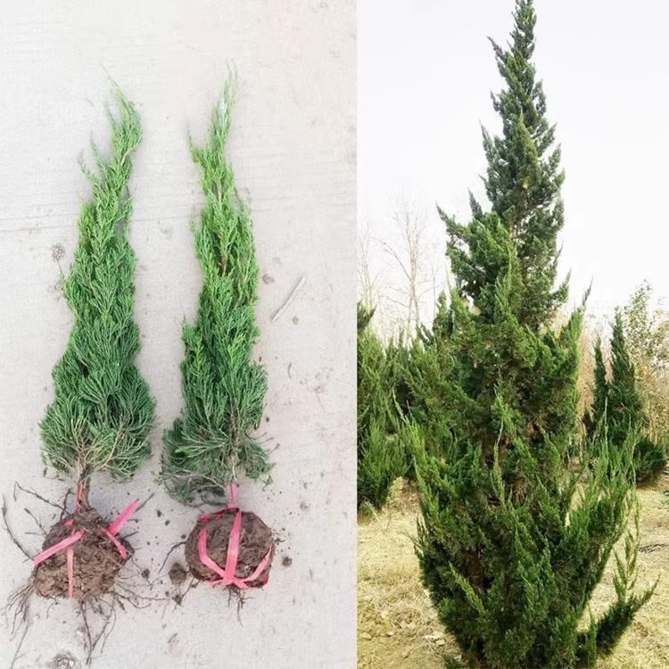 龙柏苗龙柏树苗小龙柏球蜀桧塔柏侧柏蜀块地柏宝塔松树苗四季长青