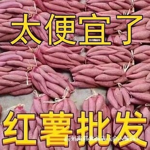 ����Ŵ���𡿳��������۰����t���r��Ŵ��Ŵɽ���S�ĵ����ϼt�߲�