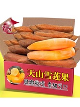 云南天山雪莲果12斤新鲜水果应当季孕妇红心黄心雪连果特整箱包邮