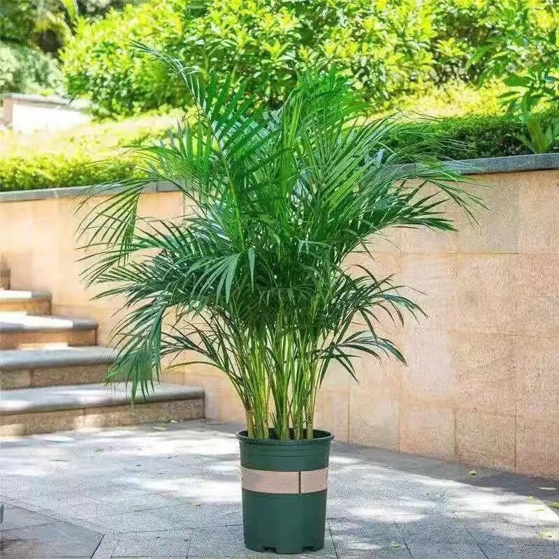 散尾葵大型绿植盆栽客厅办公室内网红植物花卉吸甲醛好养活凤尾竹