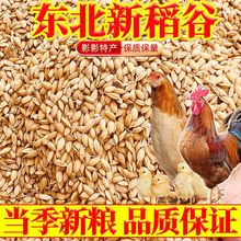 稻谷喂鸡圆粒新水稻批发价带壳水稻谷宠物饲料喂鸽子鸭鹅新粮代发