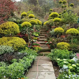 园林果树;灌木;乔木