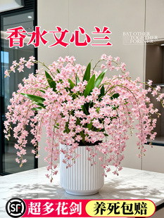 �����m������������ˮ�����m�����҃����澫Ʒ���F������B�G���l