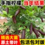 澳洲南方植物手指果苗
