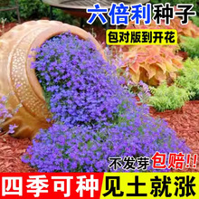六倍利花种半边莲花籽四季开花地被宿根花苗庭院阳台盆栽易活种子