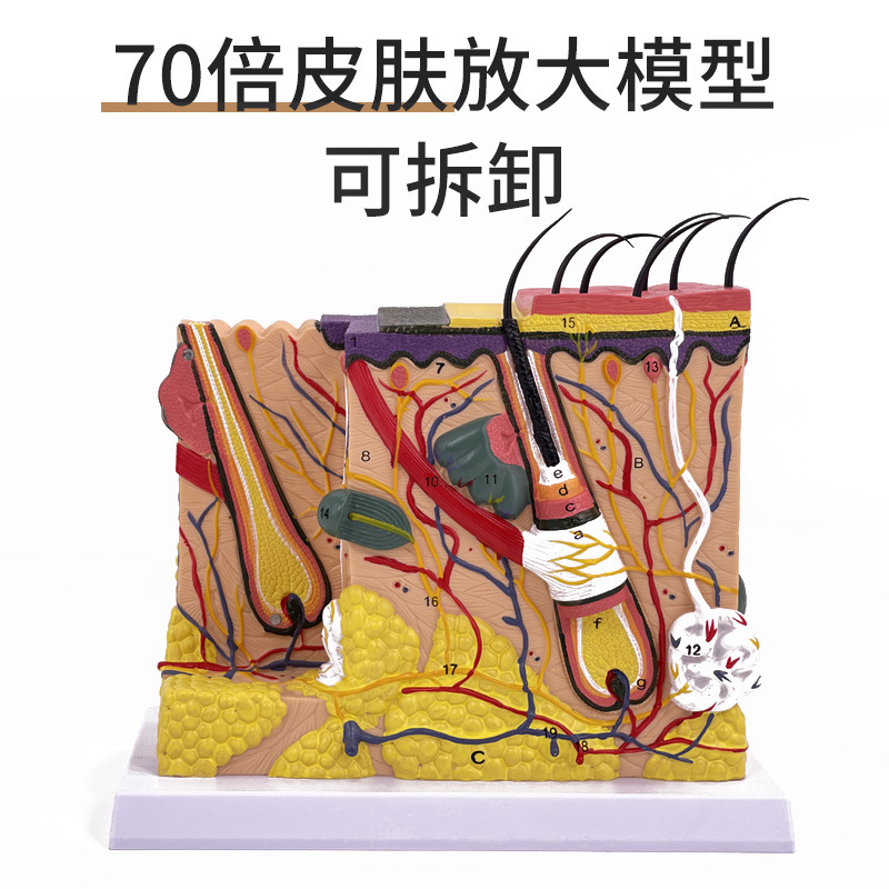 70��ë�ҿɲ�ж�Ŵ�Ƥ��ģ������ë�Һ��ٽṹë�����ݽ�ѧģ��