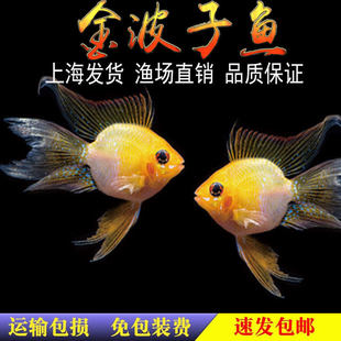 ���Ľ����~�Ꭷ�^�p���w�������{�����_���m�P��Ƥ����ˮС��