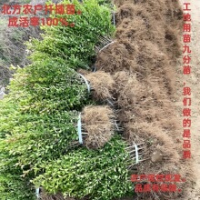 小叶瓜子黄杨树苗工程绿化庭院花坛篱笆植物四季常青黄杨球冬青苗