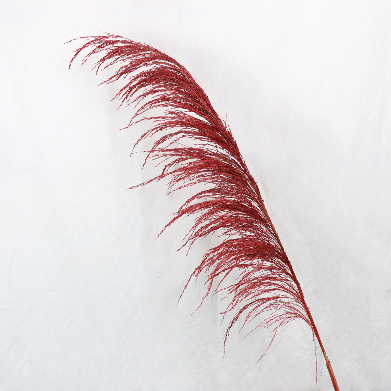 붉은 꽃 스파이크 50-60cm