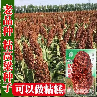 ճŴ�����N�� ճŴ��Ŵճ�� ���������߮aᄾƸ����������������