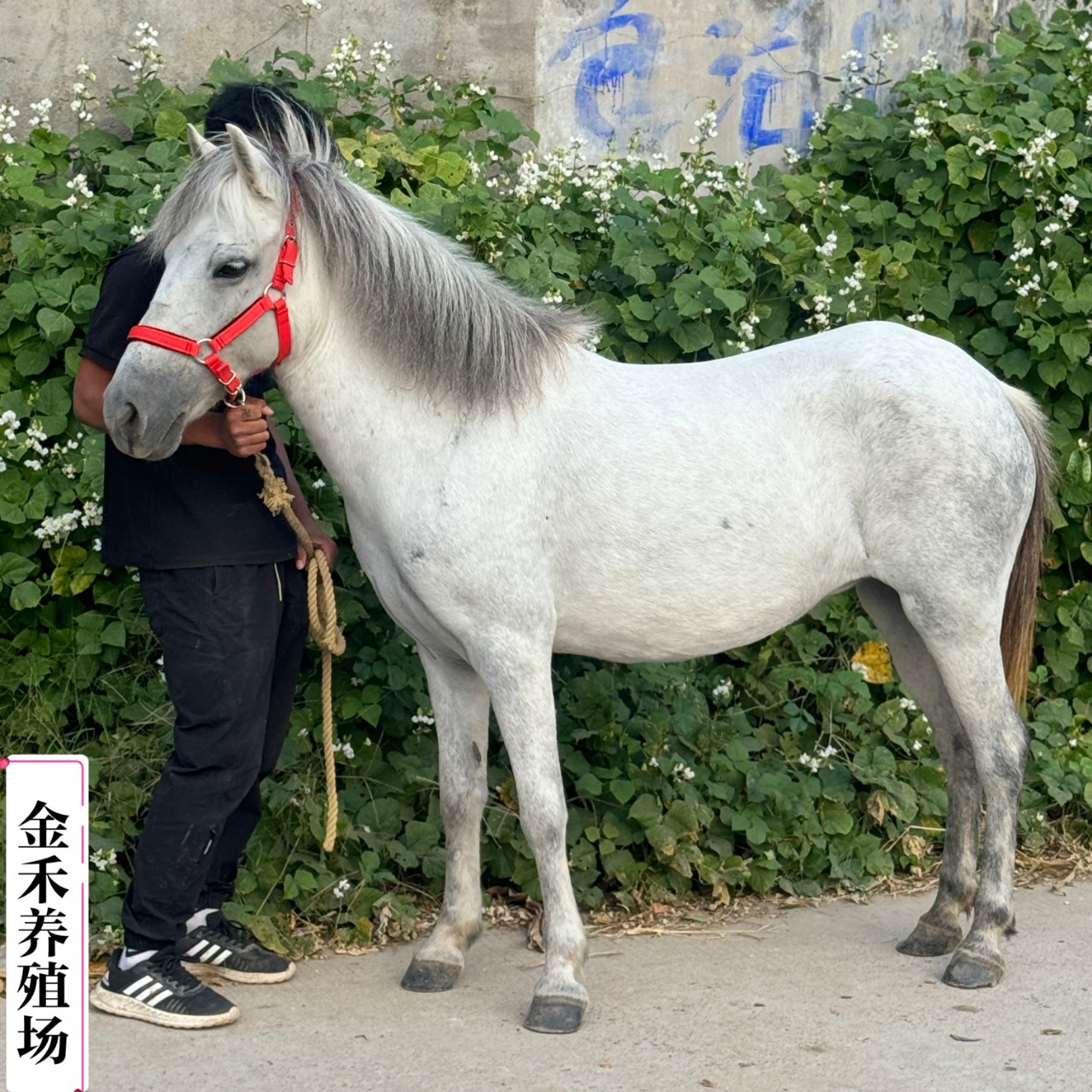 小矮马活体真马出售德保矮马袖珍马多少钱哪里卖儿童骑乘马矮脚马