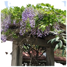 供應多花紫藤樹苗 1-3公分紫藤樹價格5-8公分造型紫藤棚架綠化