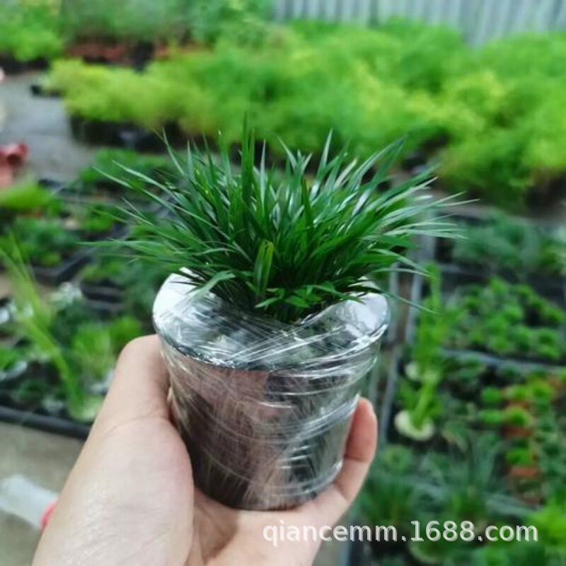 Miniature Bonsai Moneywort Golden Tiger Whisker Hydroponic Fragrant Potted Plant Water-Land Tank Landscaping Green Plant Orchid Miniature Bonsai Moneywort Golden Tiger Whisker Hydroponic Fragrant Potted Plant Water-Land Tank Landscaping Green Plant Orchid