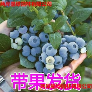 �ش��{ݮ��������Ե��Թ��玧�������ϱ����Nֲ���۾G��ʯ������