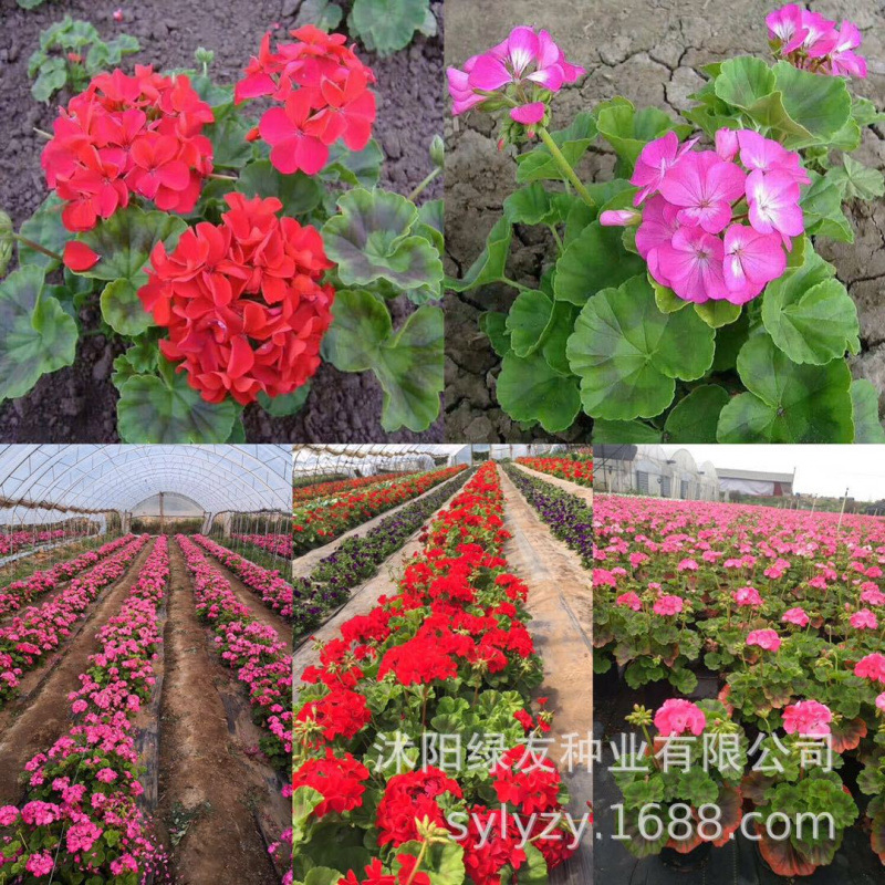 Semillas de flores, semillas de flores.