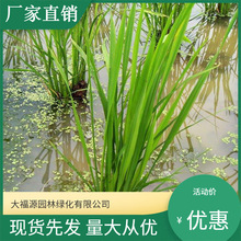 ��ľ�������lˮ��ֲ�� ���� ͦˮֲ�����׻�  ˮ�w�G����ʩ���B�o