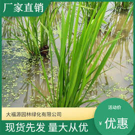苗木基地批发水生植物 茭白 挺水植物茭白花  水体绿化包施工养护