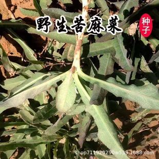 Ұ�����������ѿ�˷N�� Ұ���t����˖|��Ұ��һ��Nֲ�����ի@