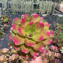 �eˮ�P�� ���P��ˮꑸ����ָ����x�쾰����������B���^΢�^ֲ��