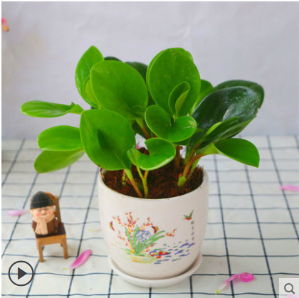 벽옥 [메이란 하오허 도자기 세면대]