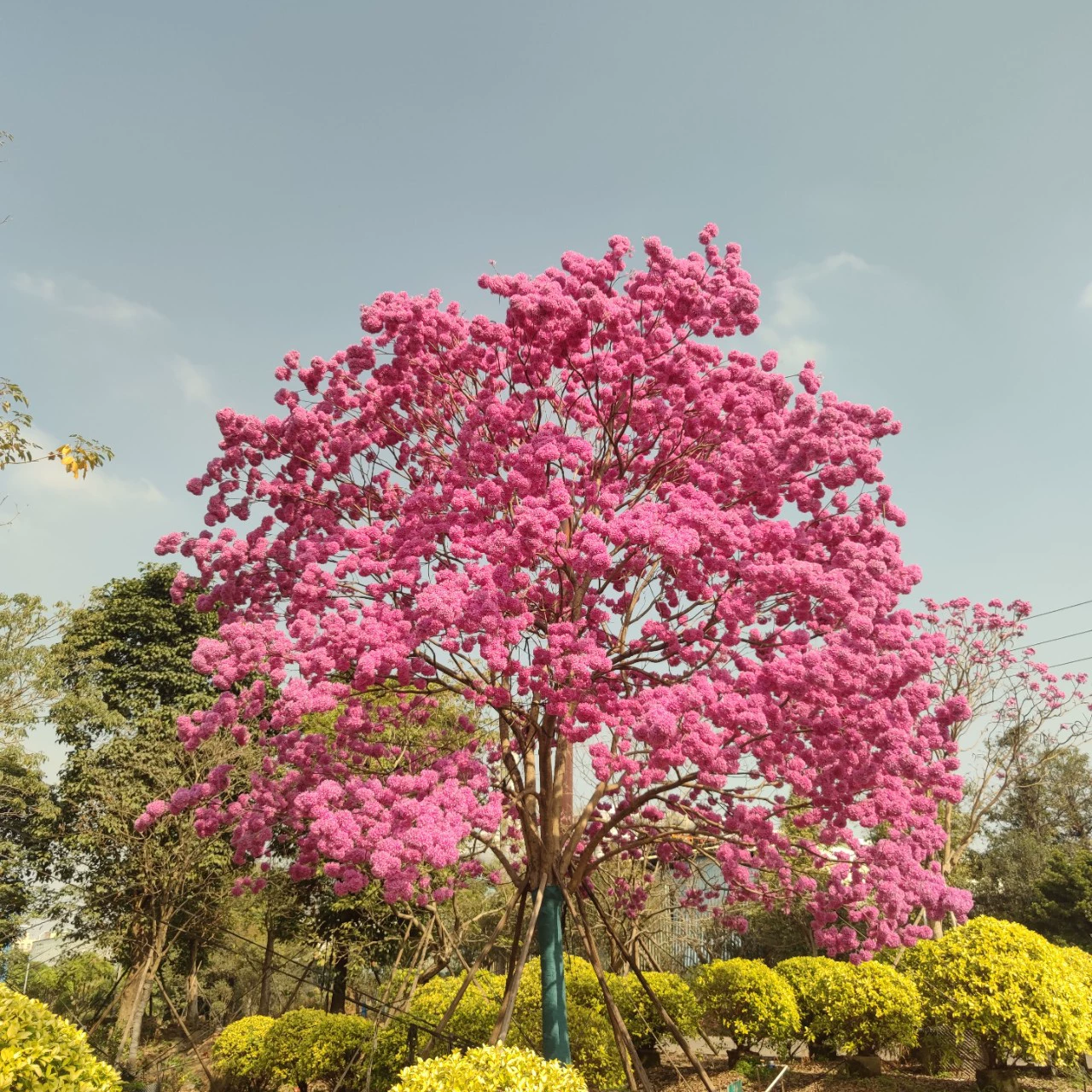 2401 садовая база поставляет фиолетовый цветок Suzuki большое дерево вилла с видом на внутренний двор