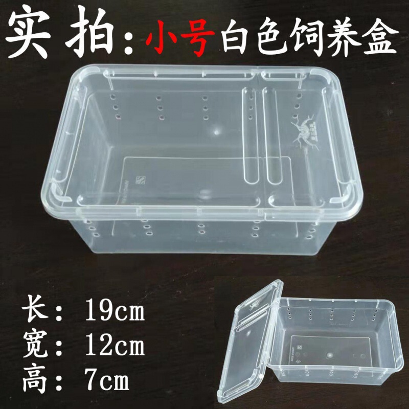 爬虫類、白翡翠カタツムリ、ホーンカエル、クモ、カマキリ、ヤドカリ、昆虫、特大、中型、小型、ミニ高透明飼育箱|undefined