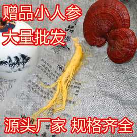 【东北特产】保鲜参新鲜长白山人参泡酒参一手货源批发大量库存