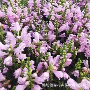 ��ɫ�����^���� ���^�Gֲ������¶�ر�ֲ�ﻨ���zӰ ���������N��