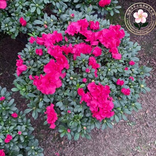 �ļ����N50���ֶ��N�����Ԏ����������Ϙ����B������[���Gֲ