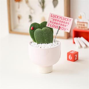 Heart-Shaped Orchid Potted Plant for Office Desktop Greenery, Valentine's Day, Chinese Valentine's Day, Birthday Gift Flowers