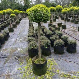 ����Ůؑ�����ǻ���ֲ�ﴨ��Ϟ������Ůؑ�ļ������L���^�p��