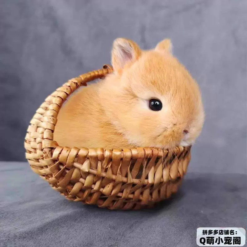Маленький милый кролик, чашка чая, питомец