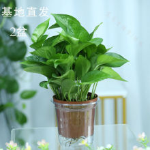 水培绿植手慢无绿萝盆栽室内植物花家用新房吸除长藤大叶绿箩批发