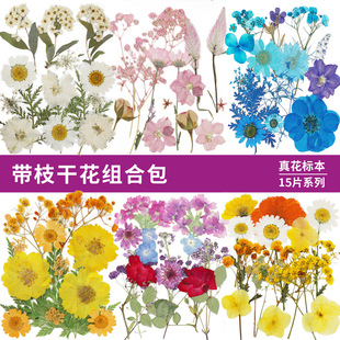 Real Flowers with Branches Dried Flowers diy Material 15 Pieces Dropping Glue Mobile Phone Shell Embossed Combination Bag Handmade Fan Greeting Card Bookmark