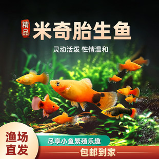 �����~�Ꭷ��ˮ�~���^�p�~���B�ͻ�ˮ��С�����ȸ�~����̥�����~