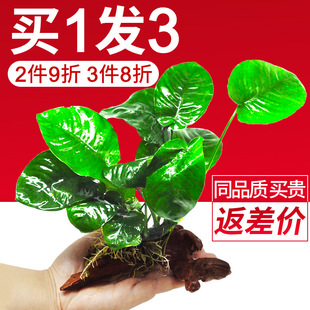 ˮ��ˮ�ݳ�ľ���˻��w���ֲ����~�Ź��~����Դ��~���������쾰