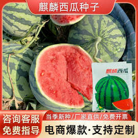 冰糖麒麟西瓜种子果实圆润肉红脆甜皮薄农田菜园早熟西瓜籽产量高