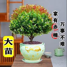 小叶赤楠盆景金丝楠木老桩盆栽室内办公室桌面绿植物花卉好养四季