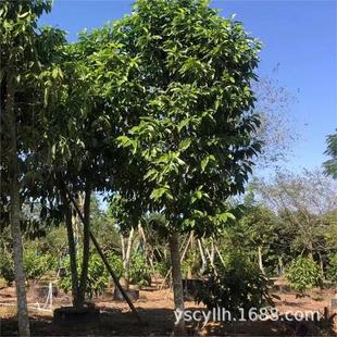 �����m���m�� ľ�m���m�� ӭ���� ���������l5-25����