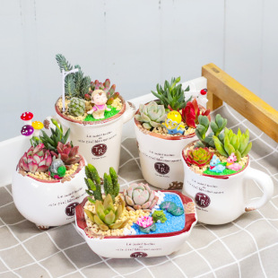Succulent Plant Succulent Combination Potted Ceramic Package Including Pots and Soil Indoor DIY Material Activity Package