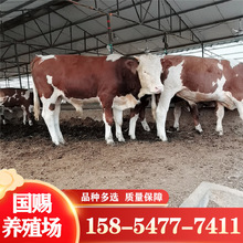 西门塔尔牛犊价格 改良小黄牛肉牛犊 四川浙江湖北养殖场