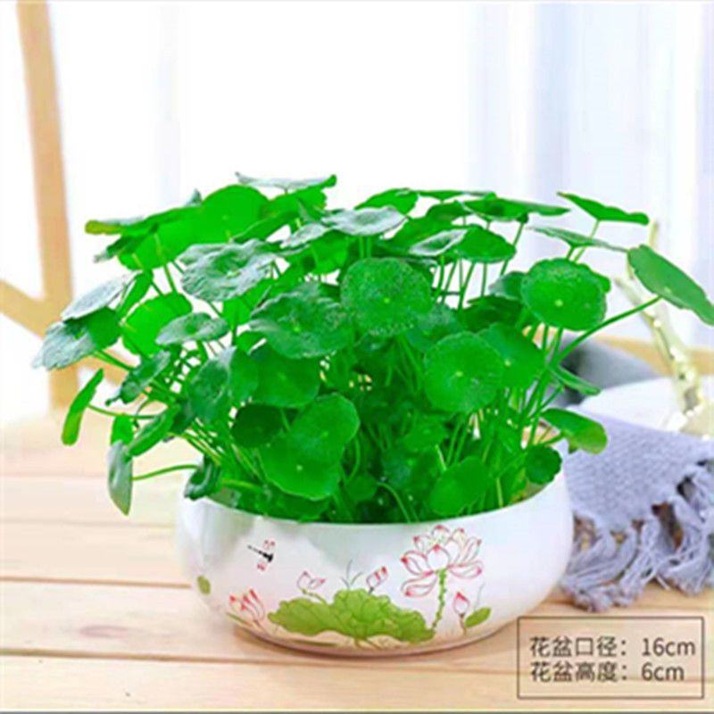 Money Grass Hydroponic Plants Indoor and Outdoor Potted Plants Living Room Desk Money Grass Flowers and Green Plants Purify the Air