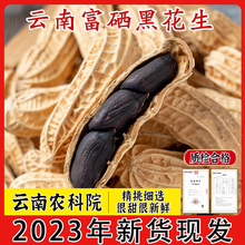 2023新鲜黑花生带壳富硒黑花生小粒黑皮花生米新货种子籽云南特产