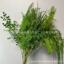 ֲ��ɭϵֲ��b�֧��Y�F���b���Gֲ���W����Gֲ���l