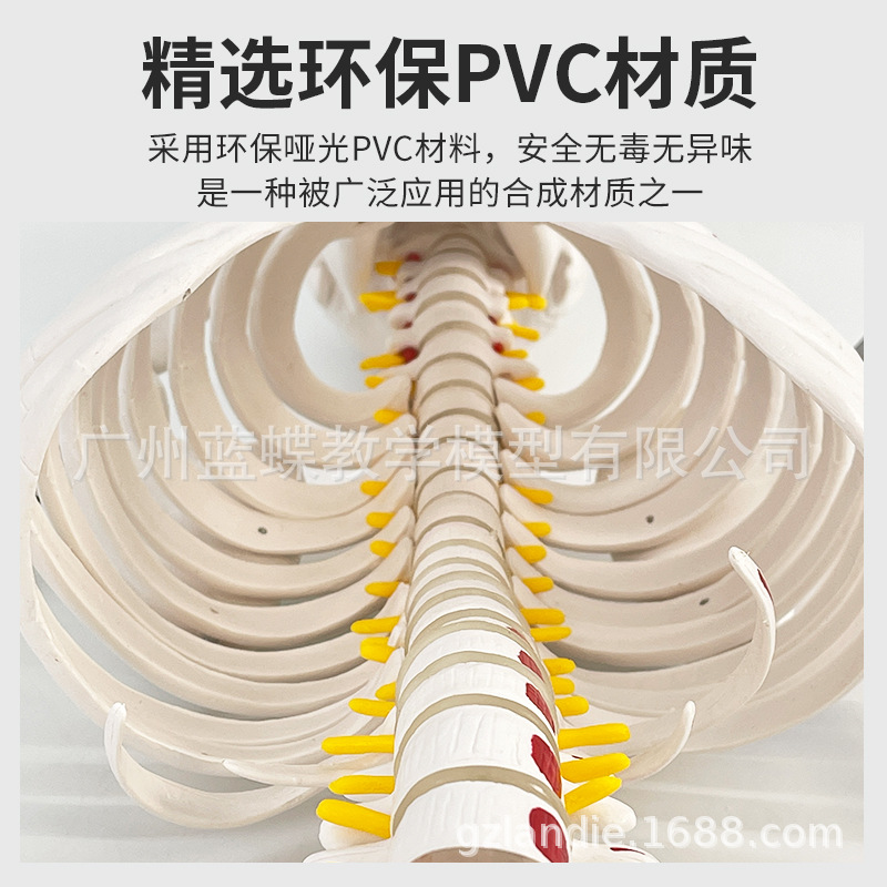 85cm�������ģ��170cmȫ�����˹Ǽ�����ģ��С���ý�ѧ��׵ģ��